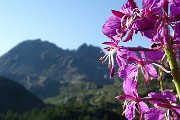 20 A fuoco il  camenerio (epilobium angustifolium) con Madonnino sfuocato